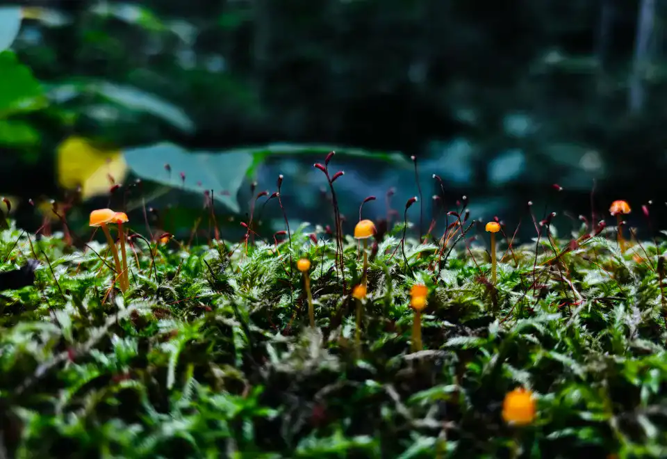奥入瀬渓流の苔