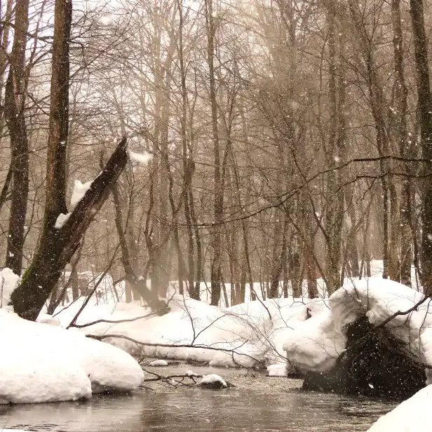 冬の奥入瀬渓流