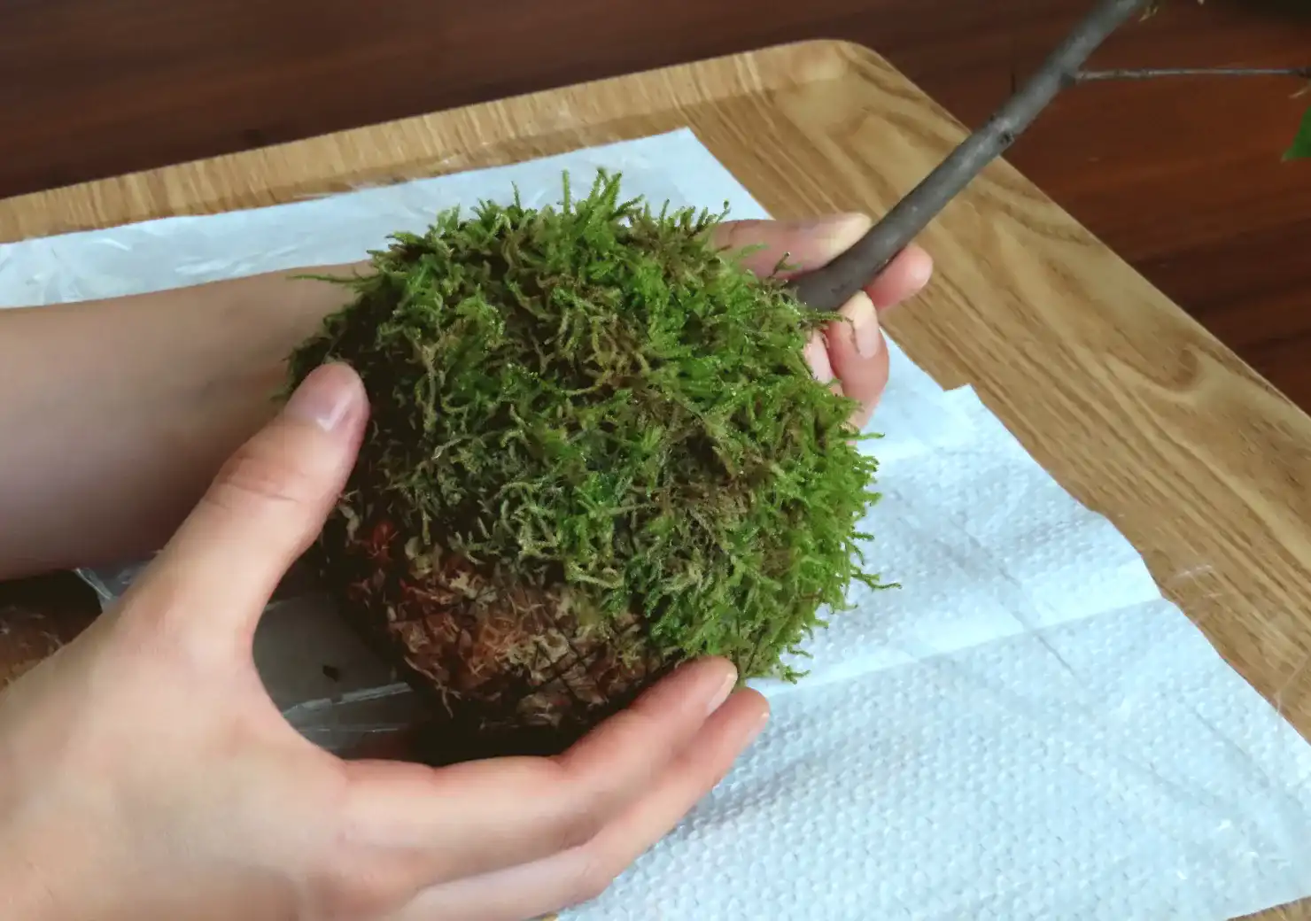 苔玉を制作風景