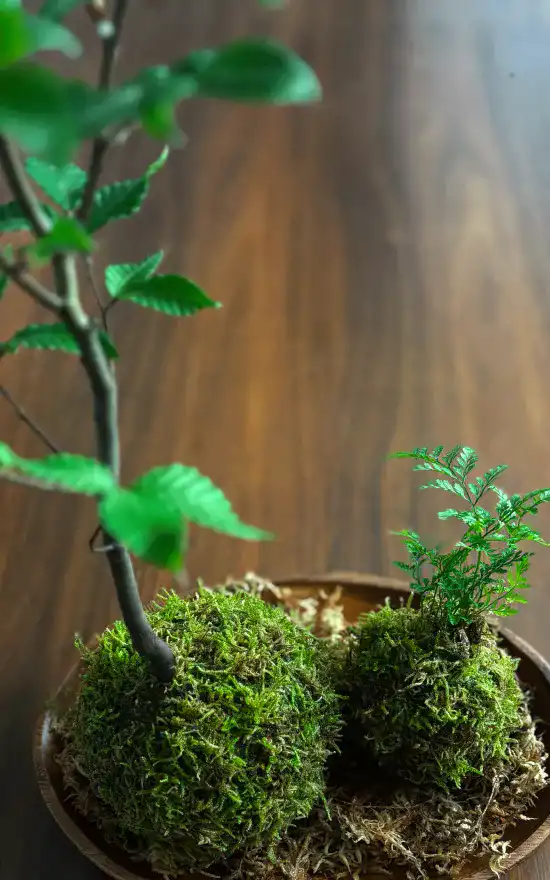 苔玉完成イメージ