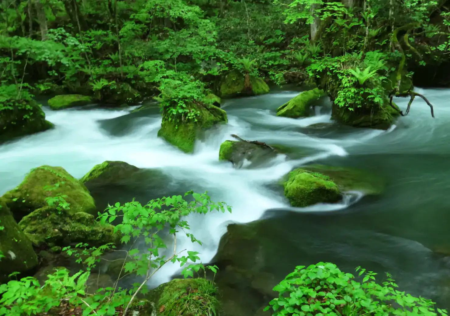 初夏の奥入瀬渓流