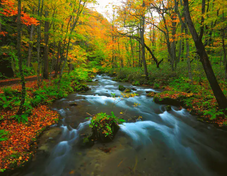 紅葉した奥入瀬渓流