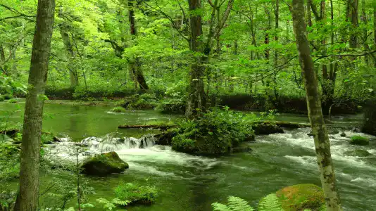 初夏の奥入瀬渓流1