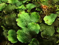 初夏の奥入瀬渓流2