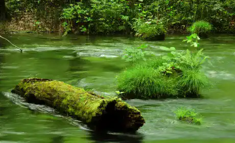 初夏の奥入瀬渓流4