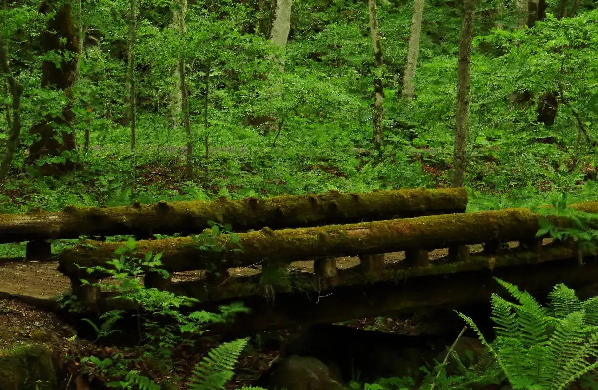 奥入瀬溪流ガイドツアー