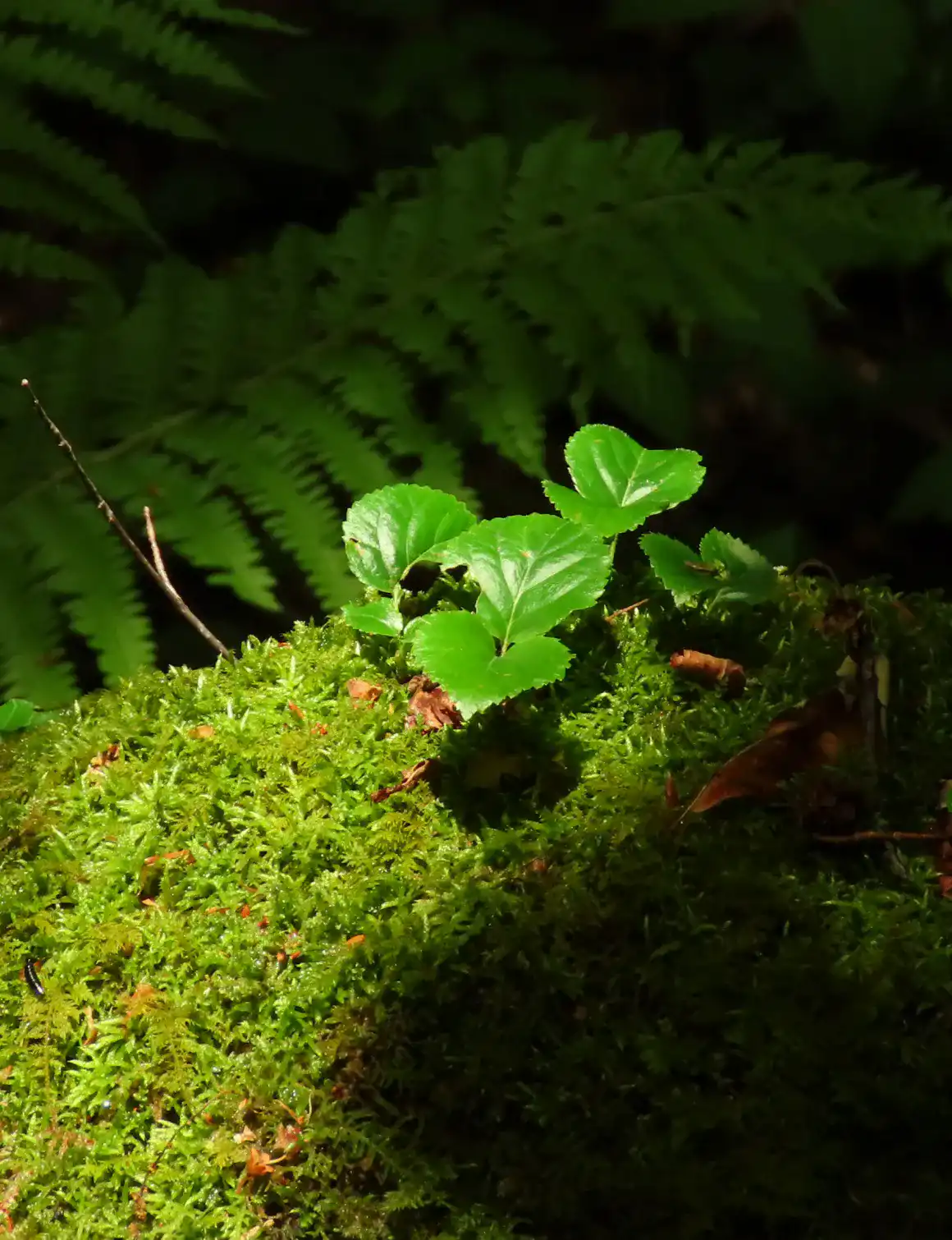 奥入瀬渓流の苔