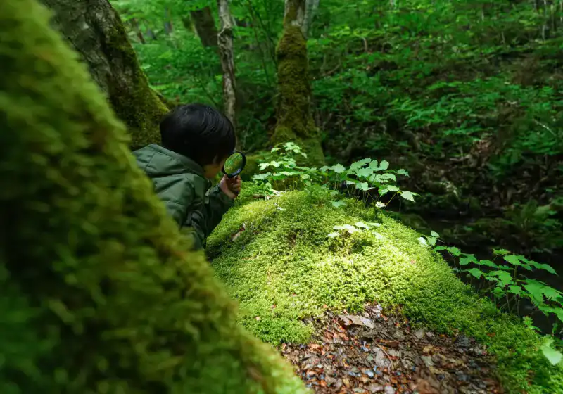 奥入瀬渓流ガイドツアーの様子